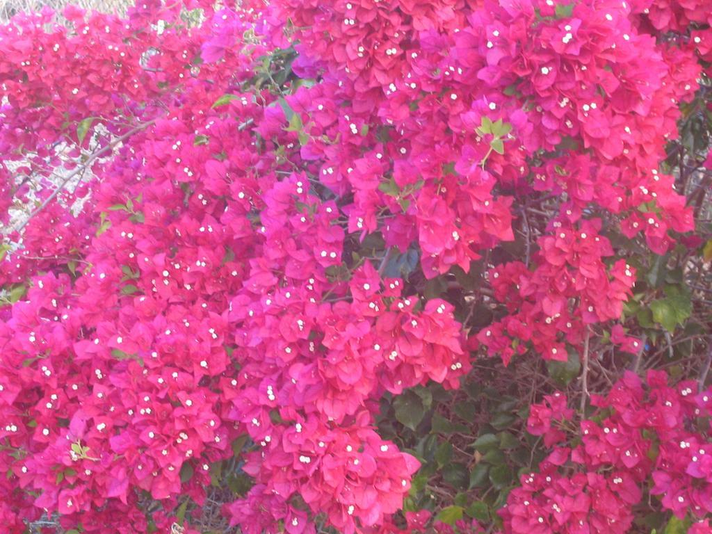 Bed and Breakfast Austin Heights - Kaikoura Esterno foto